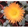 Fenestraria 'Fireworth' - Seed